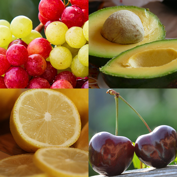 강아지 반려견 먹으면 안되는 과일