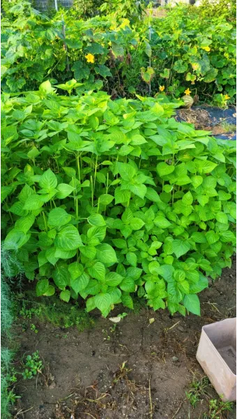 중부지방 들깨 파종시기 및 재배법 농사 팁 정리_17