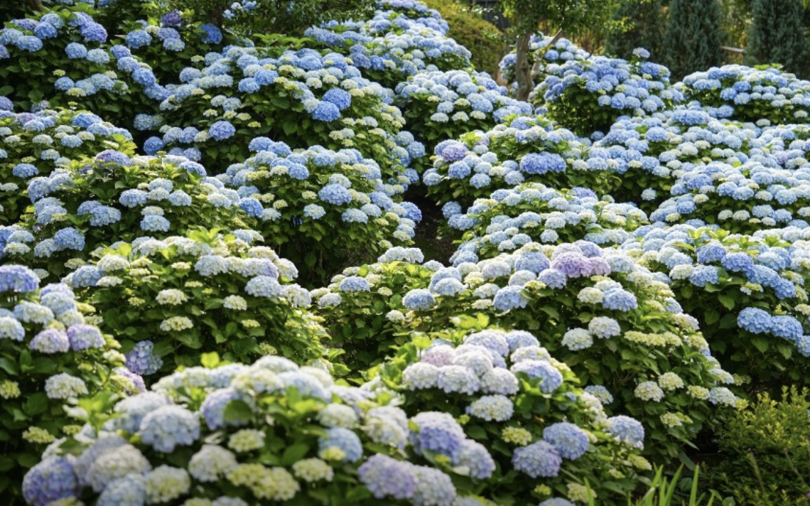 장생포 수국 축제 울산 및 고래박물관 안내