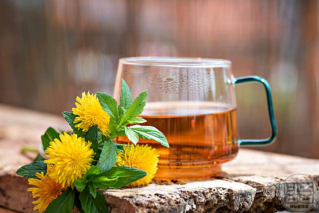 간에 좋은 차 민들레차 효능 민들레차부작용