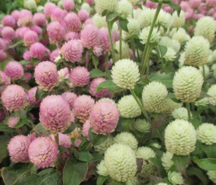 가을 꽃-천일홍