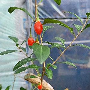 [정원수목]모기&middot;해충 줄이는 정원수 추천 10가지