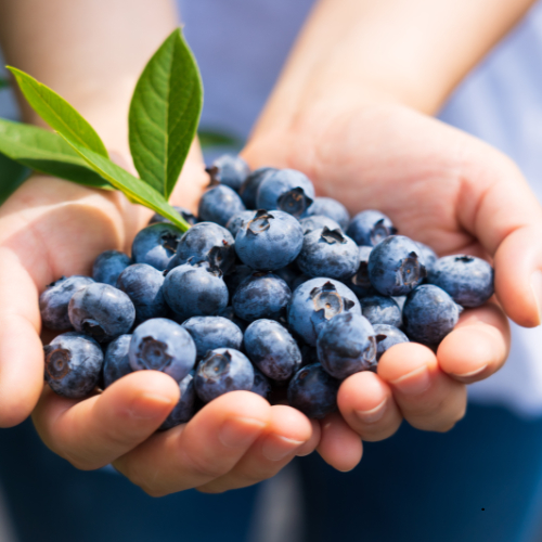 심근경색에 좋은 음식 블루베리