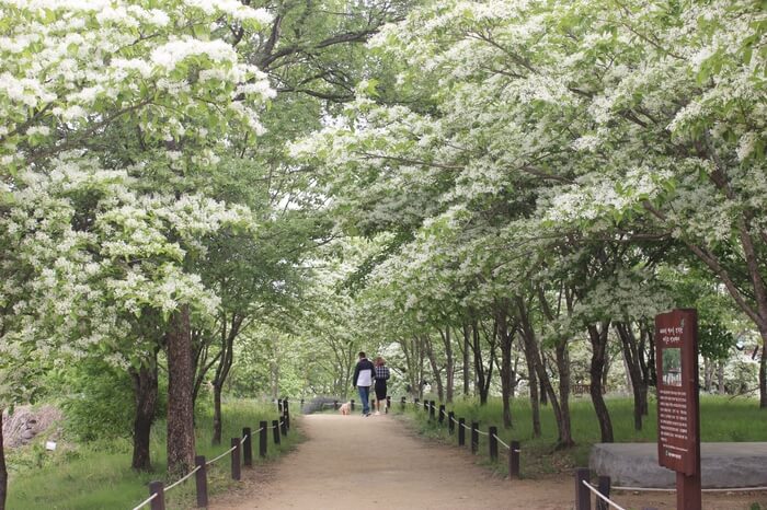 대구 달성 교항리 이팝나무 군락지
