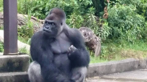 나고야 여행 추천 히가시야마 동식물원