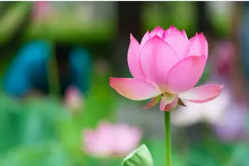 연근 효능 및 영양성분, 부작용