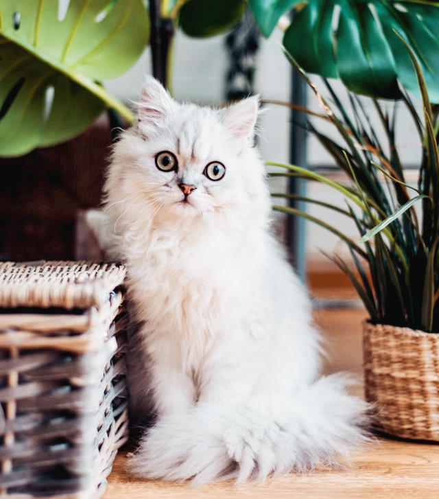 초록 식물과 함께 있는 고양이의 모습