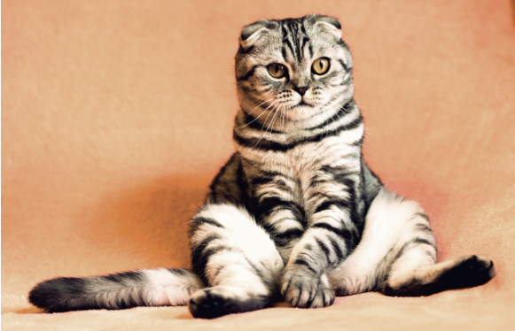 고양이도 사람처럼 ‘방귀’ 를 뀔까?