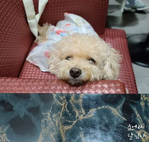 타운비전골프존