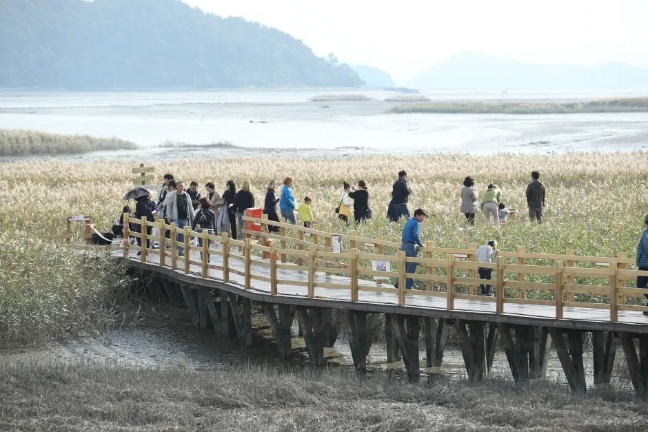 강진만 춤추는 갈대축제