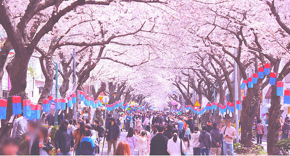 벚꽃 축제