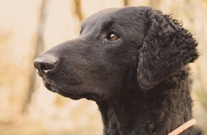 컬리 코티드 리트리버의 옆모습.