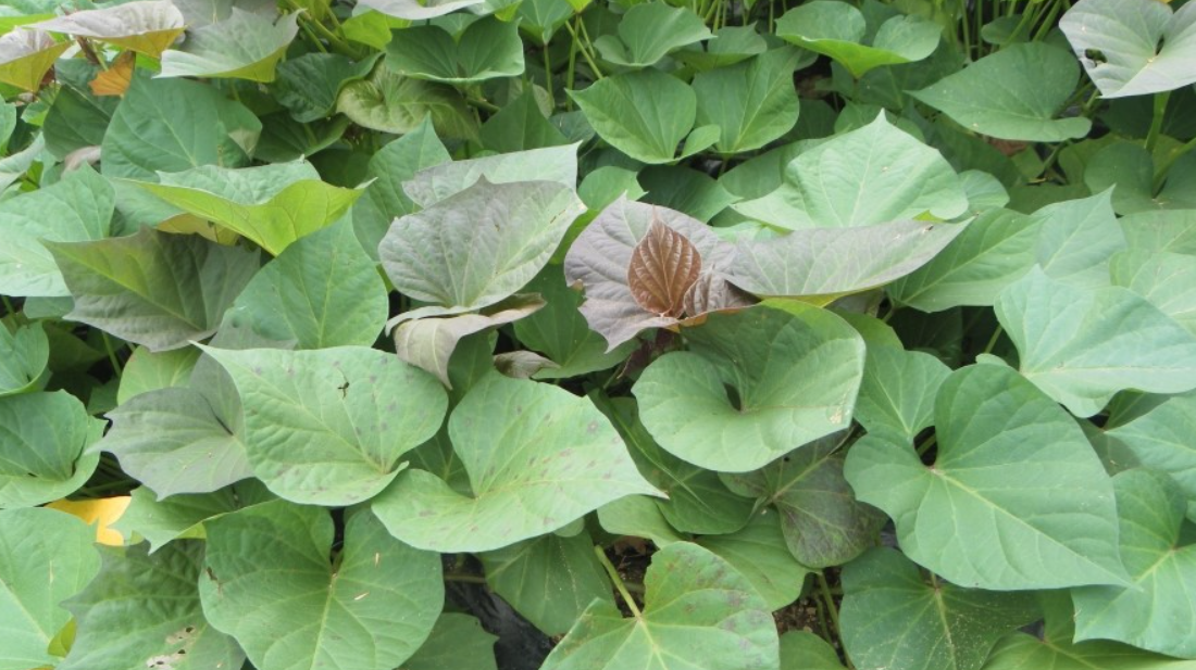 고구마 덩굴로 젓갈 대체 양념장 관련 사진