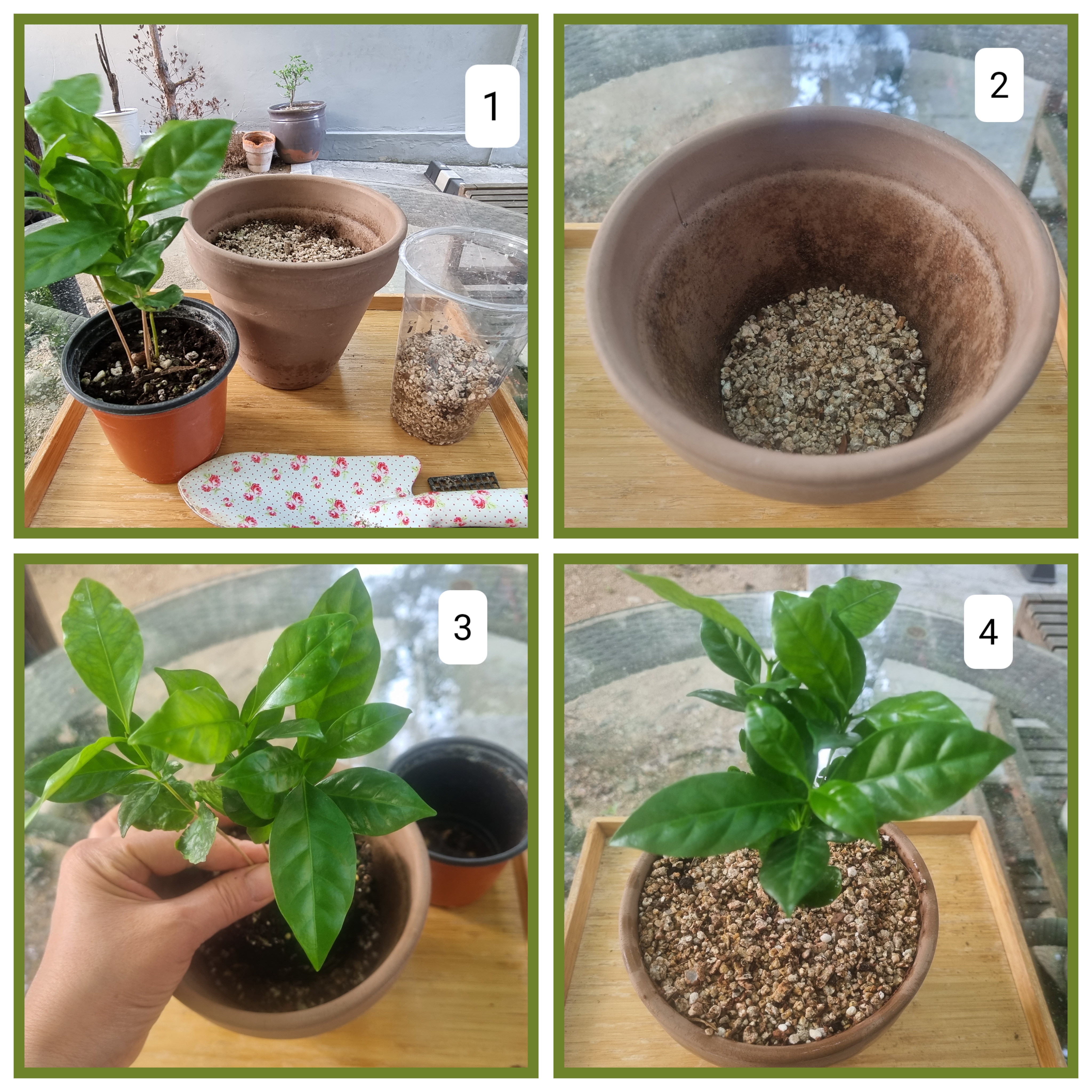 커피나무 화분에 심는 과정사진