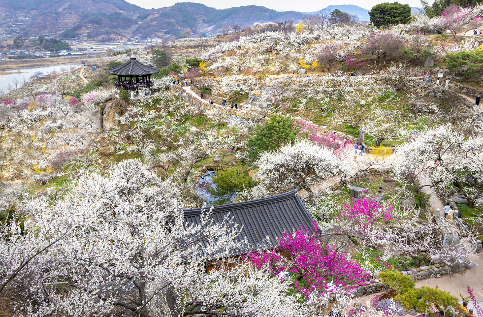광양 매화축제 섬진강 뱃길 체험