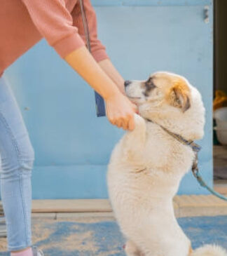 강아지가 손님을 따라다니는 행동의 심리