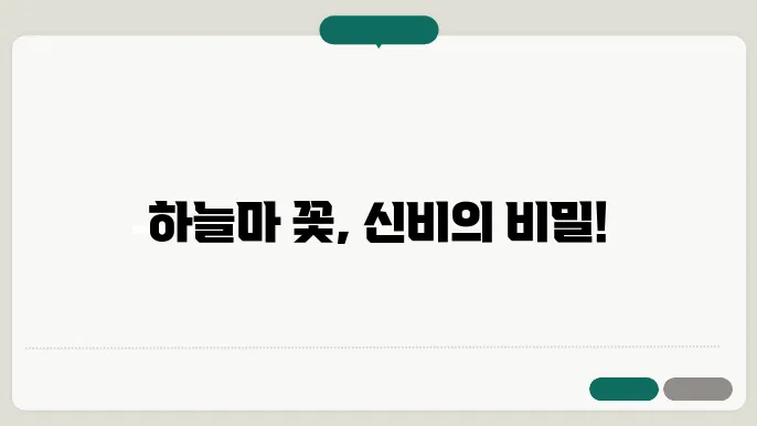 하늘마 꽃