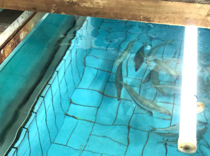 자리돔횟집-수족관-속-고등어들