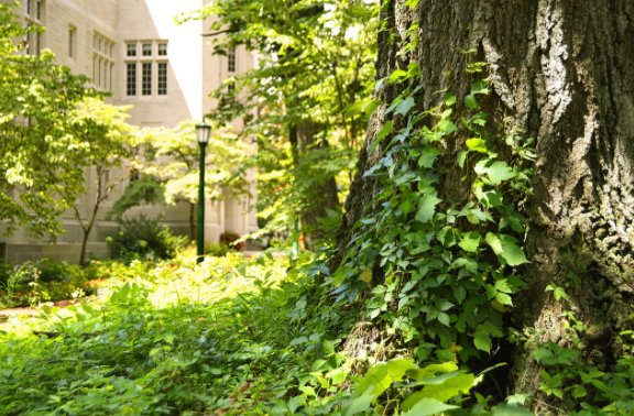 대학교 교정과 나무 사진