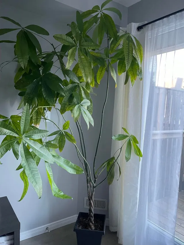 햇빛 부족 해결 식물등추천 설치위치 시간대 초보도 쉽게 적용_1