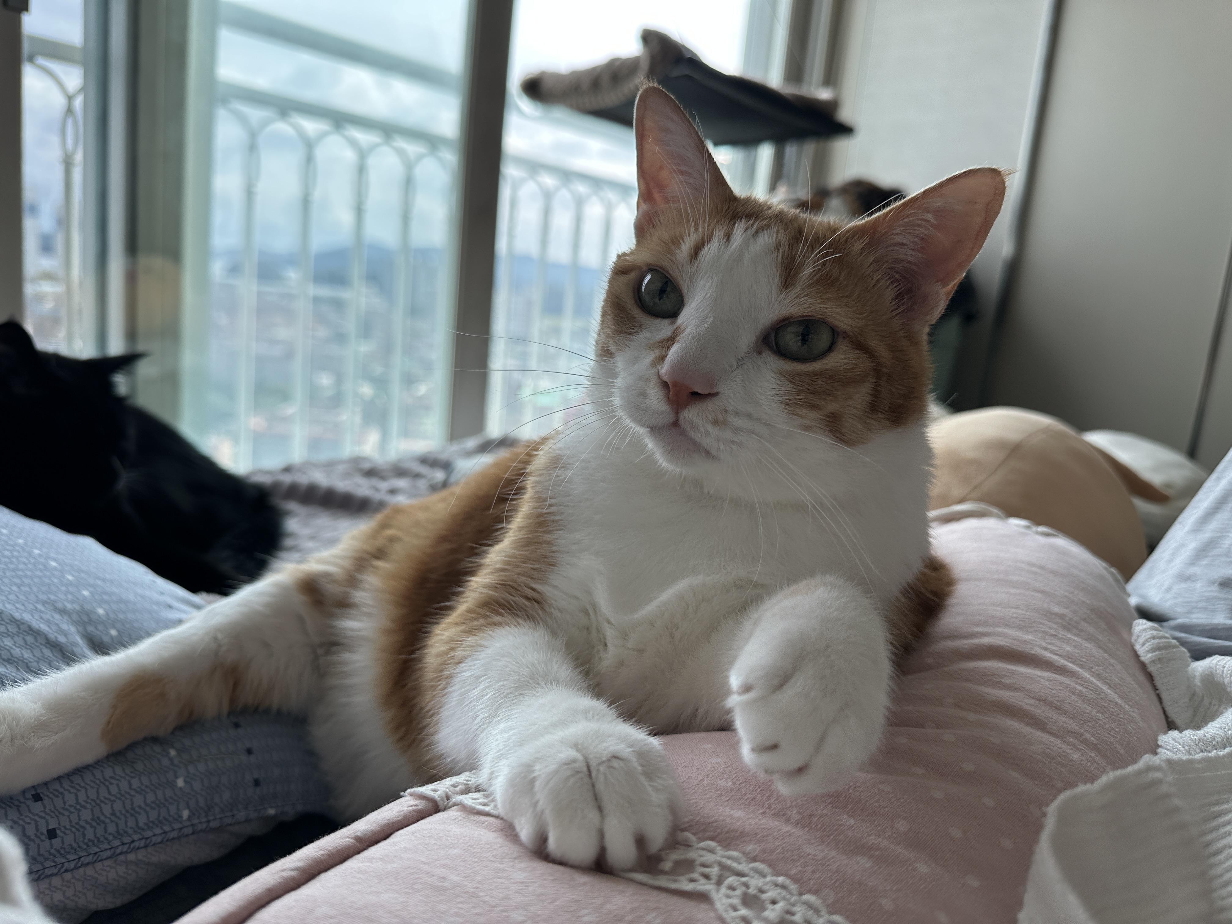 베개에_기대서_엄마랑_아이컨택중인_치즈냥이_호야_3