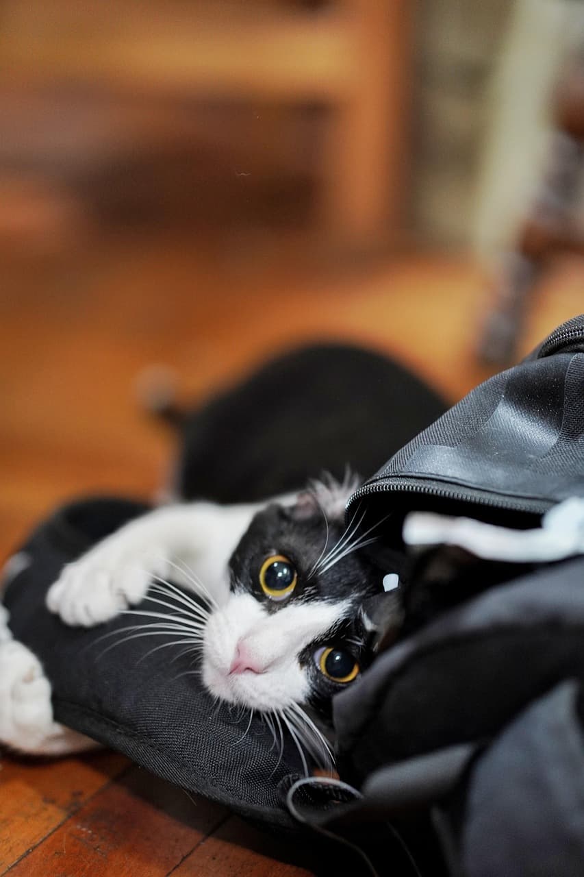 캐모마일 차가 고양이 불안 완화에 주는 영향