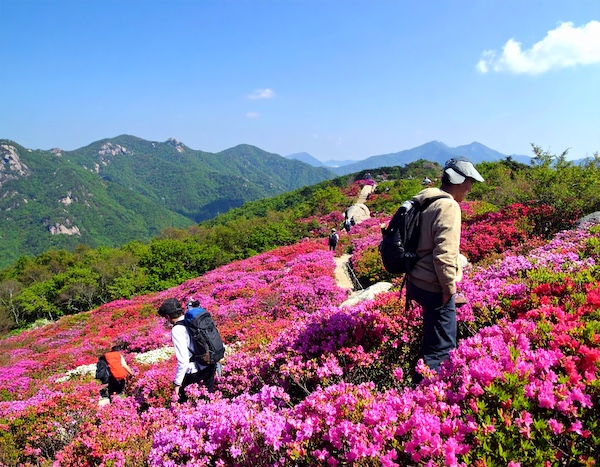 황매산철쭉축제 가족 단위 방문객들