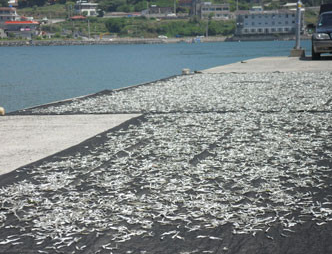 경남 사천 죽방렴 건멸치 주문 방법