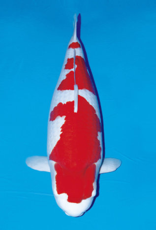 비단잉어 최고가 23억