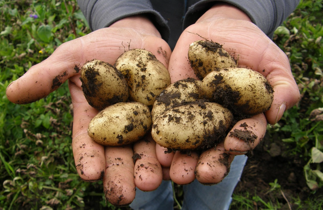 “감자 수확도 놀이가 된다” – 평창 감자마을의 여름놀이터