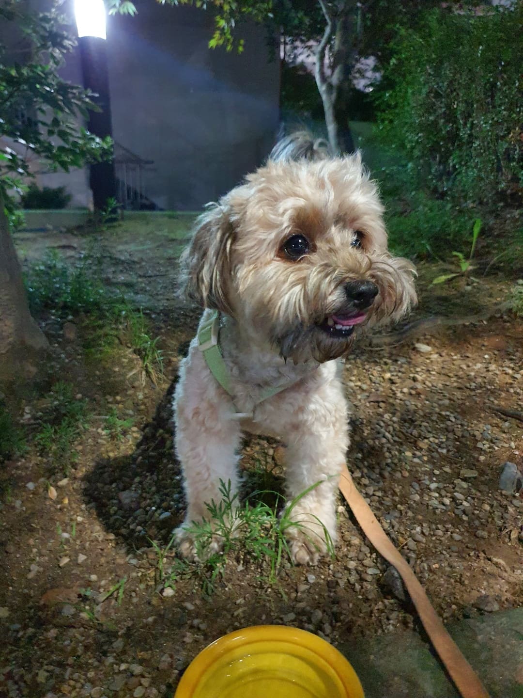 물 마신 강아지