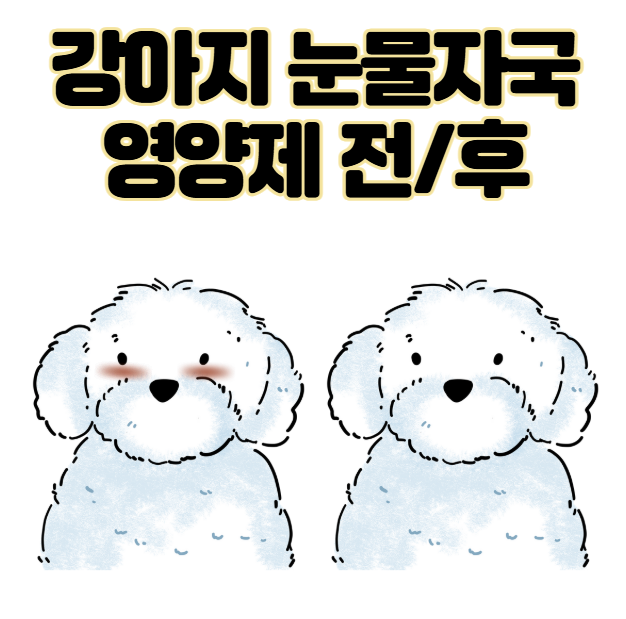 강아지 눈물자국 영양제 효과 있나요? 2달 급여 후기 (전후 있음)