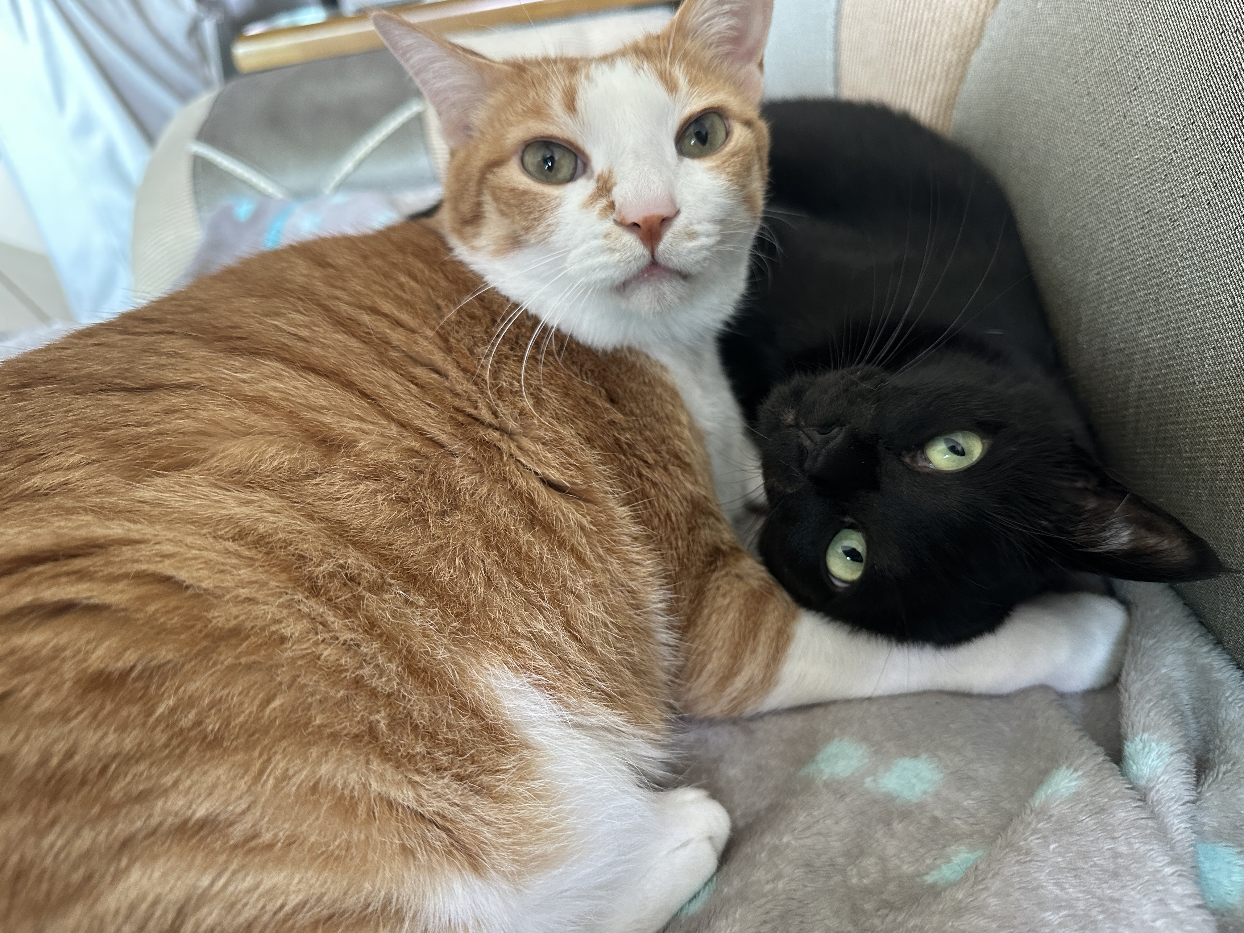 치즈냥이 호야와 올블랙 건이의 달달한 브로맨스 (feat. 달달한 호야와 딸같은 아들고양이 건이)