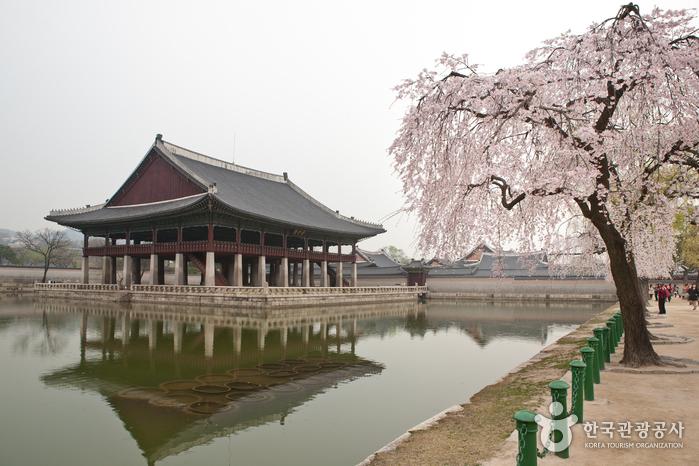덕수궁 벚꽃