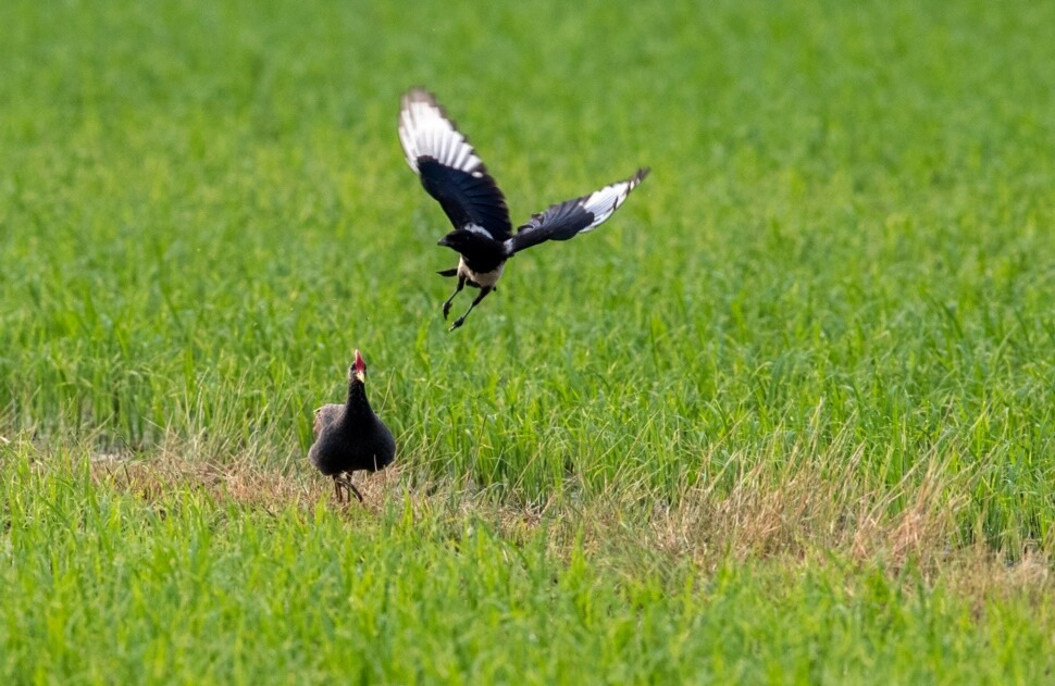 우드퍼드 뜸부기 생태 예측 모델을 실제 현장에서 적용하며 내가 확인한 결과