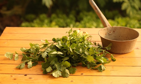 고대 페르시아(아베스타 의학)의 약초 및 치료법