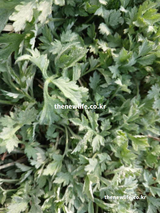 쑥 효능 제철 시기