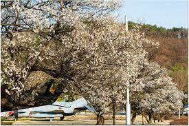 3월 국내 여행지 추천