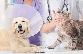 동물병원 진료비