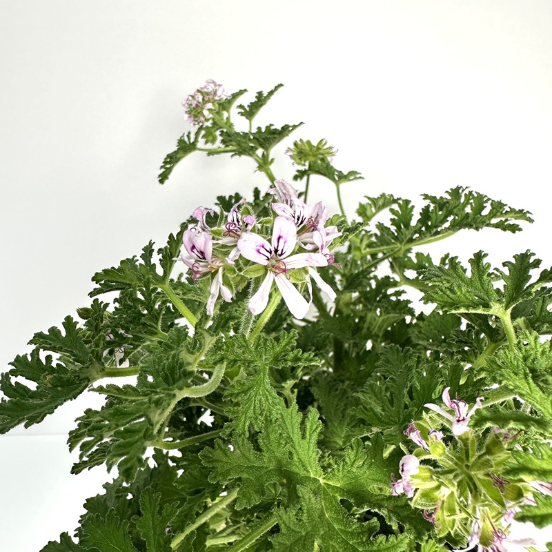 로즈 제라늄 구문초 키우기 물주기