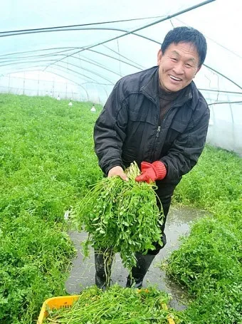 미나리 재배 수로 정비 그늘 재배 여름 관리_4