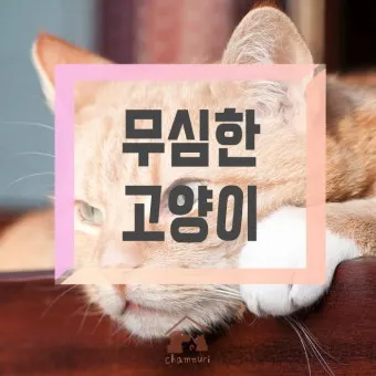 고양이 수다스러운 이유 7가지 행동 심리_1