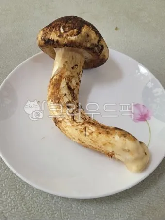 송이버섯 먹는법 요리법을 정리_13