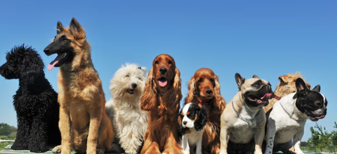 다양한 종류의 강아지 사진