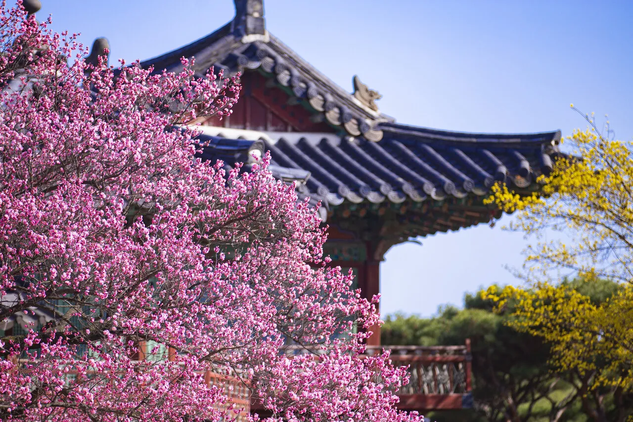 창덕궁 만첩홍매화 개화시기 명소_5