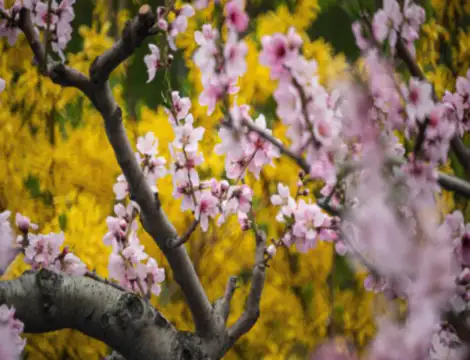 서울가볼만한곳베스트10-희우정로벚꽃길