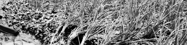 종구용 쪽파: 좀 더 두었다가 잎이 쓰러지기 직전 수확