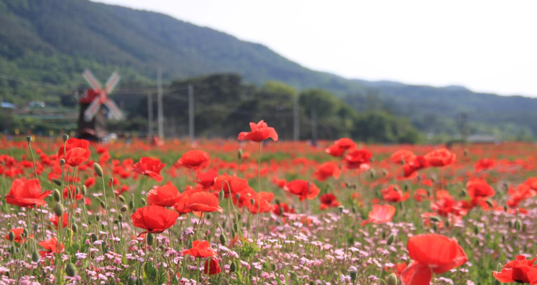 하동 양귀비 꽃 축제