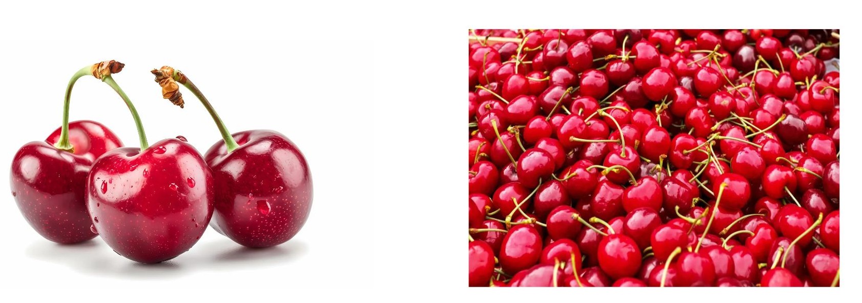 체리 이미지