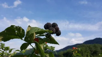 블랙라즈베리 재배 순 지르기 지지대 관리 겨울 보온_7